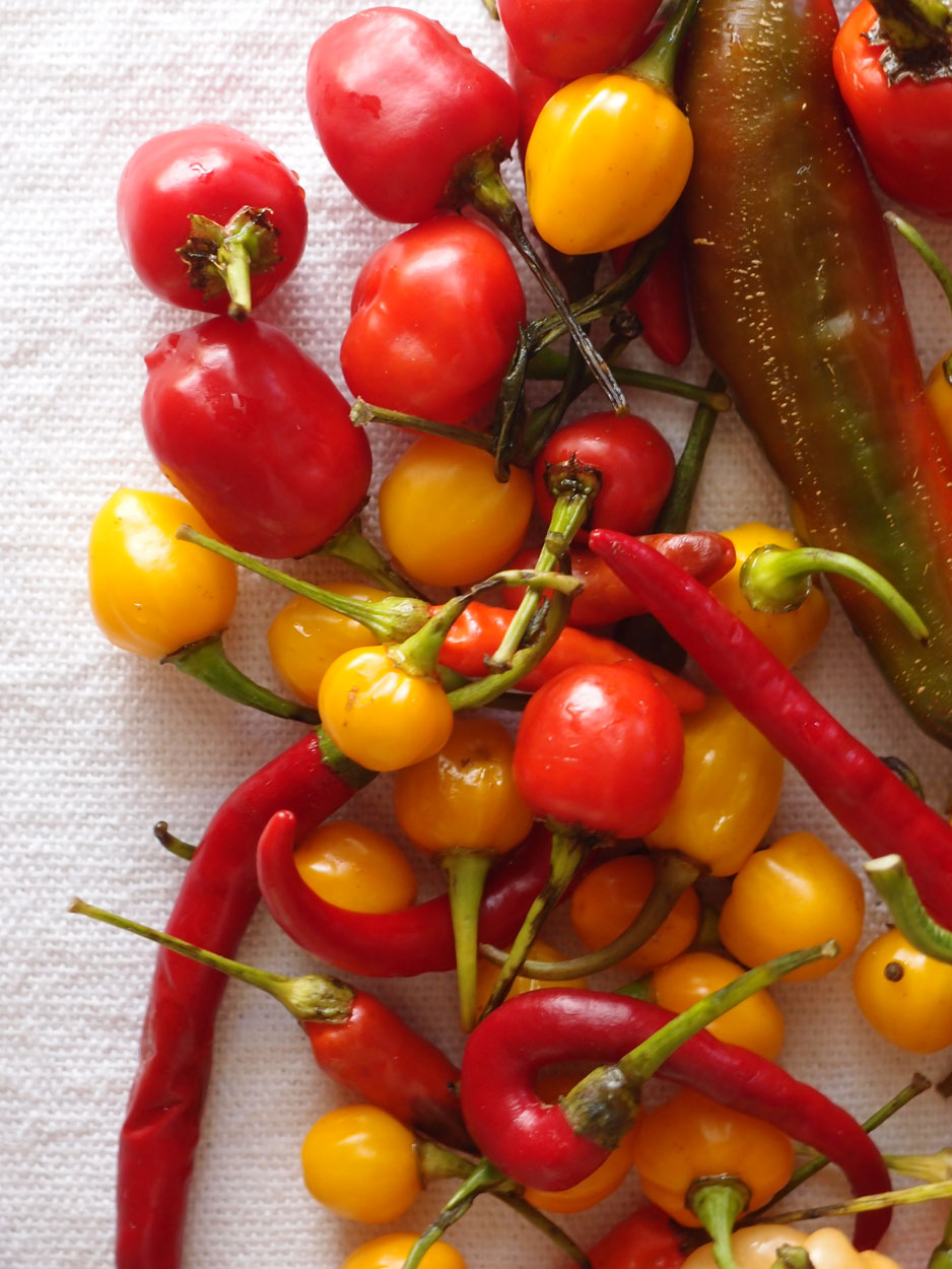 2016-01-26 Pimentas 1 + 2 (Foto)